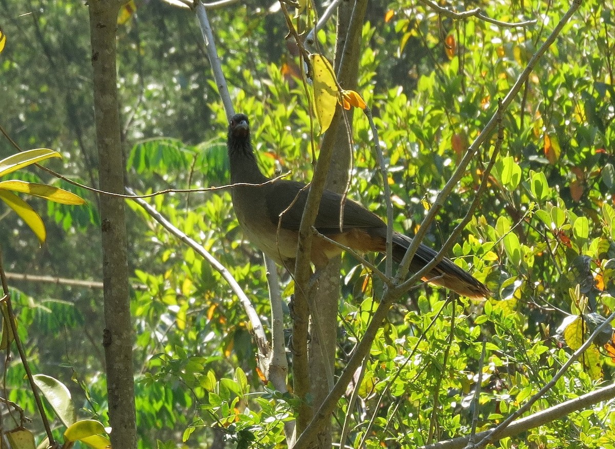 West Mexican Chachalaca - ML567056131