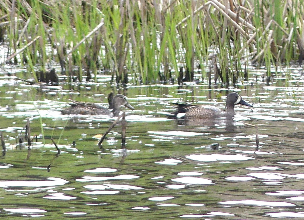 Blue-winged Teal - ML567058081
