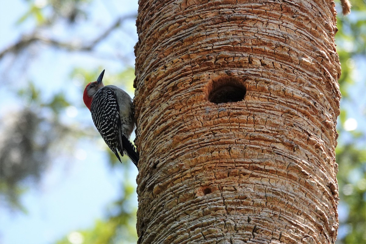 Red-bellied Woodpecker - Wendy Allen