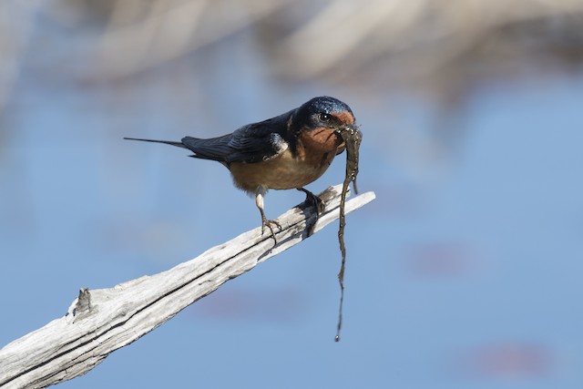 Barn Swallow collecting nesting material. - Barn Swallow - 