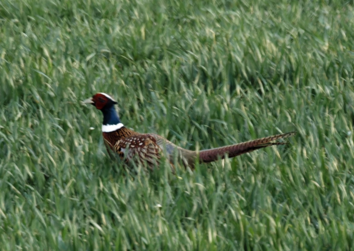 Ring-necked Pheasant - ML567063341
