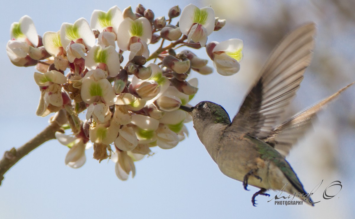 Ruby-throated Hummingbird - Sig Olsen