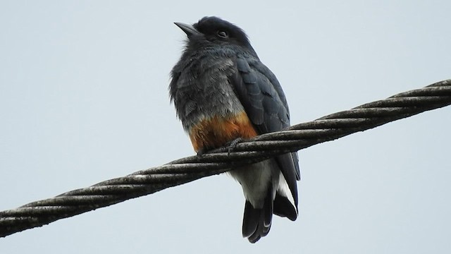 Swallow-winged Puffbird - ML567068701