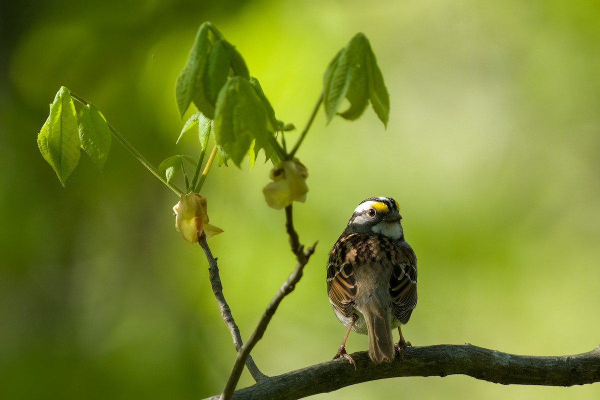 White-throated Sparrow - ML567070301