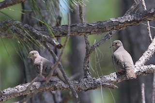 Common Ground Dove, ML567070431