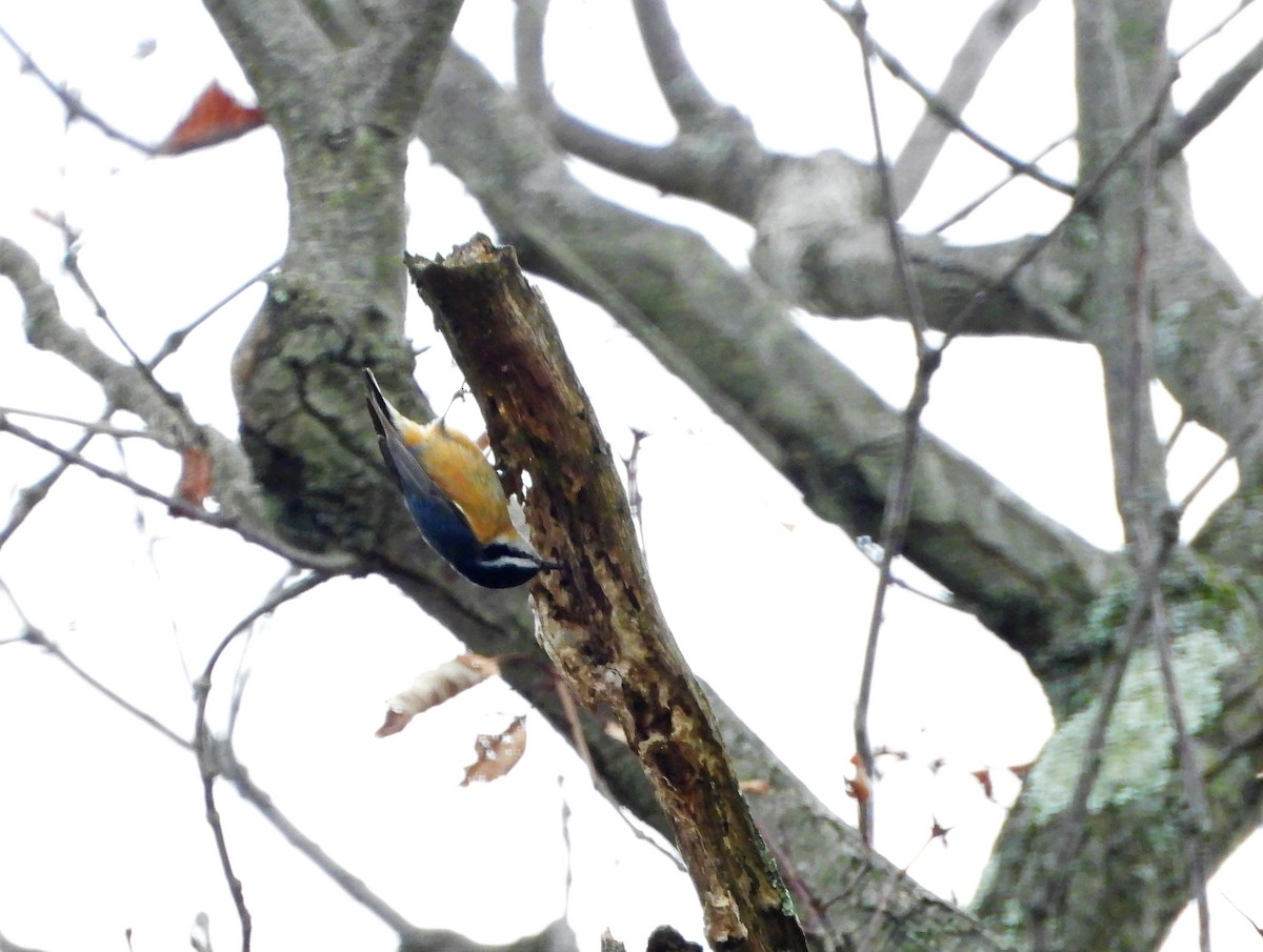 Red-breasted Nuthatch - ML567071011
