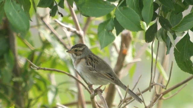 Clay-colored Sparrow - ML567071691