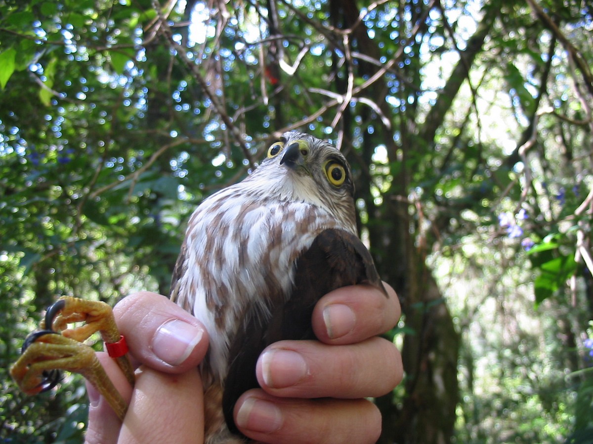 Sharp-shinned Hawk - Leticia Andino Biologist and Birding Tour Guide