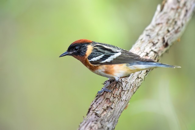 Bay-breasted Warbler