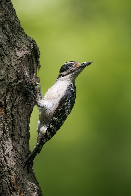 Hairy Woodpecker