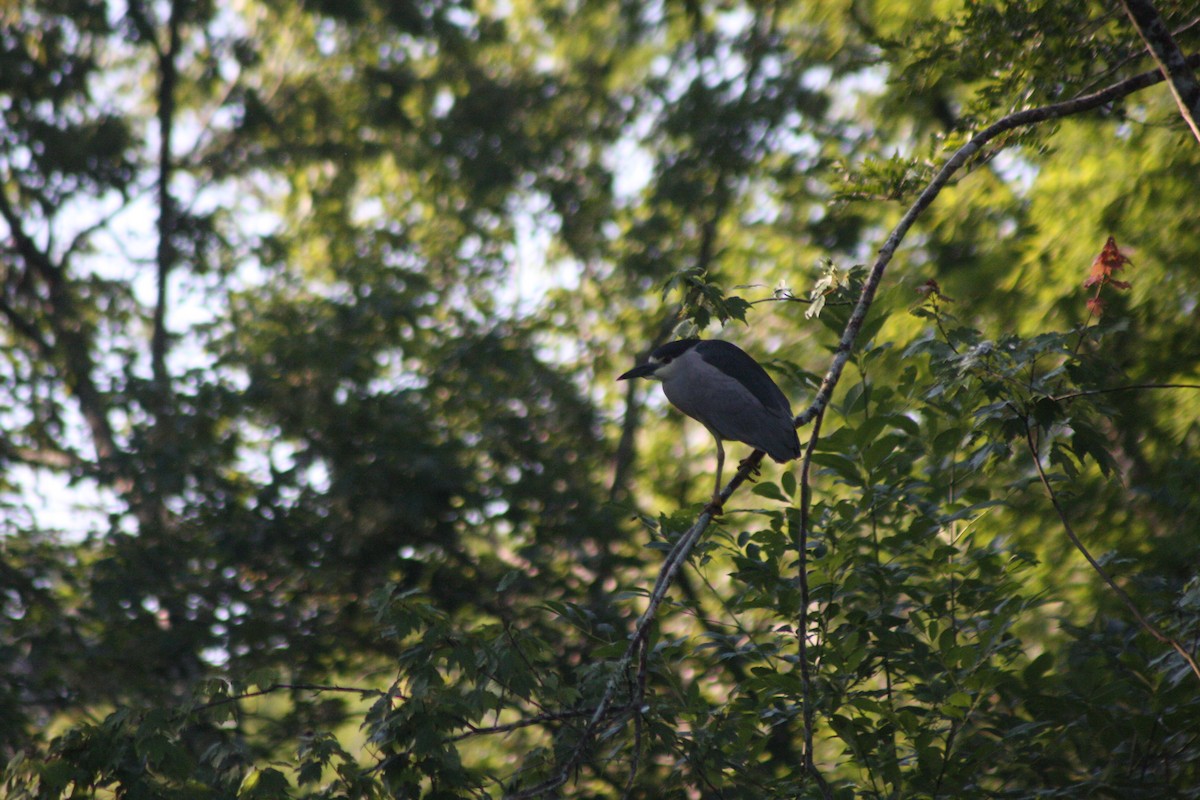 Black-crowned Night Heron - ML567075911