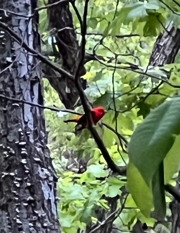 Scarlet Tanager - ML567076901