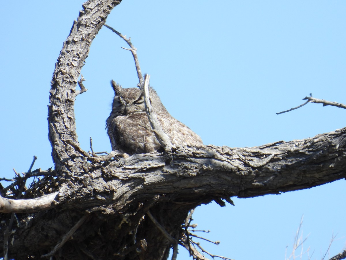 Great Horned Owl - ML567078311
