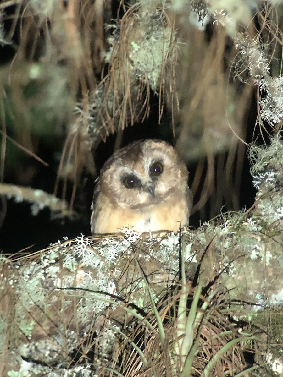 Unspotted Saw-whet Owl - ML567079351
