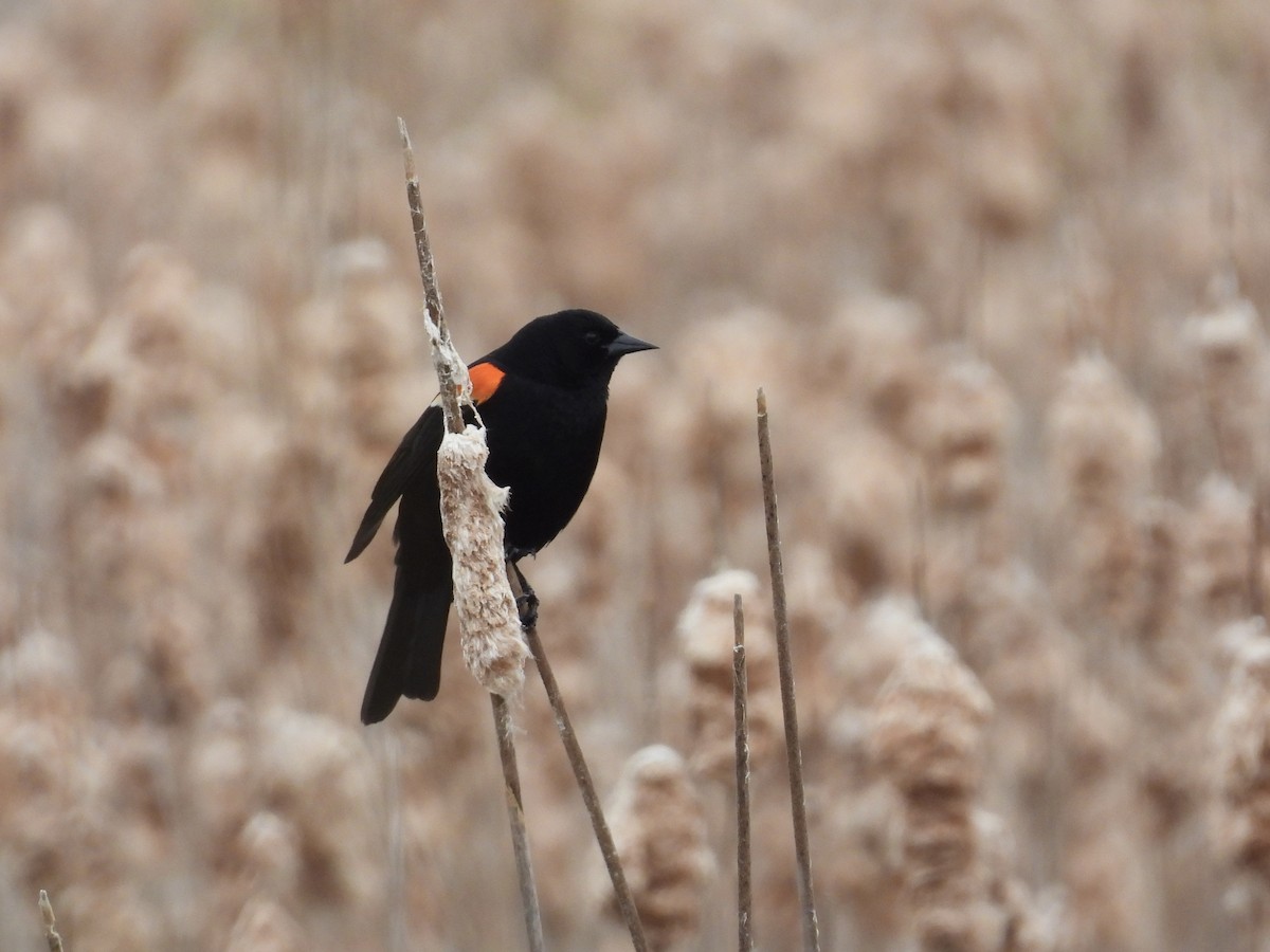Red-winged Blackbird - ML567081611
