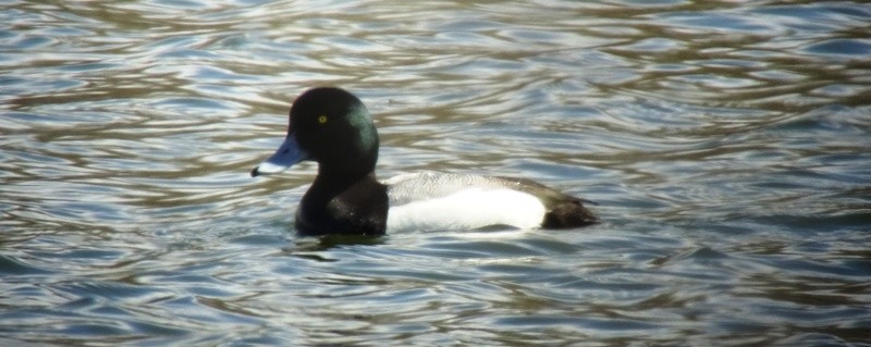 Greater Scaup - Paolo Matteucci