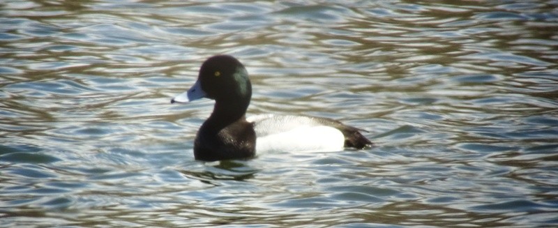 Greater Scaup - ML56708181