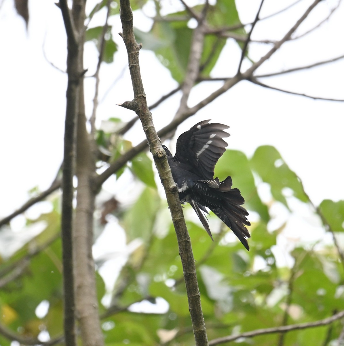 Square-tailed Drongo-Cuckoo - ML567083311
