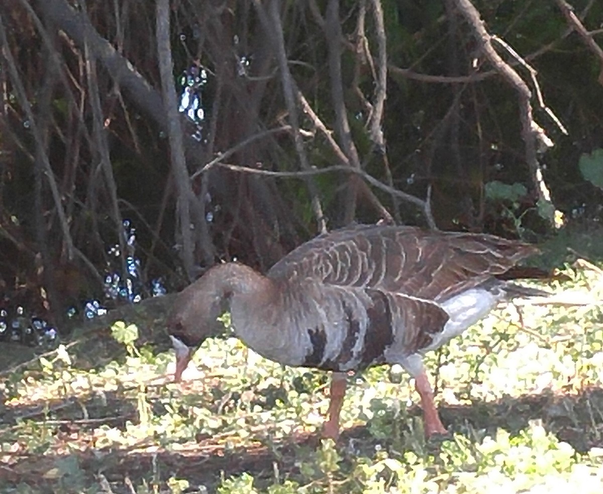 Greater White-fronted Goose - ML56708771