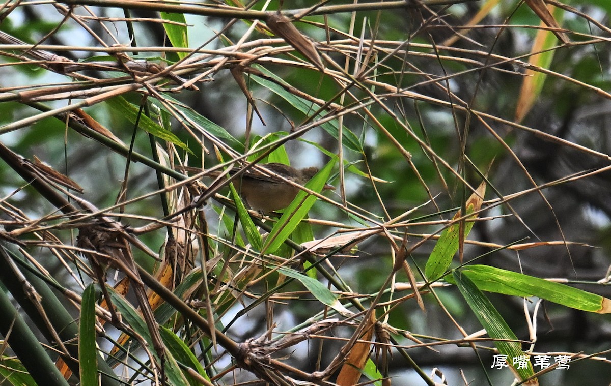 Thick-billed Warbler - Qiang Zeng