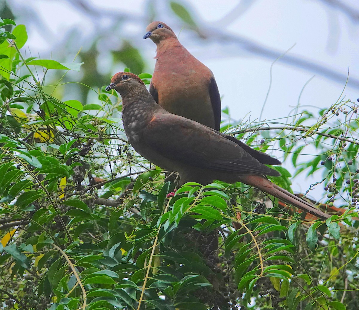 Brown Cuckoo-Dove - ML567094501