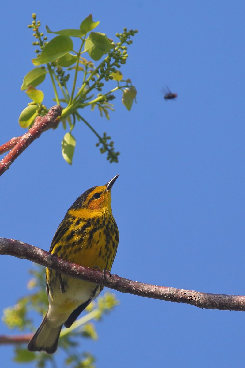 Cape May Warbler - ML567098461