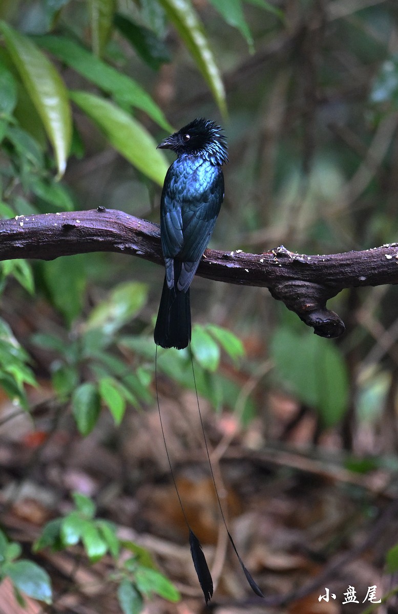 Lesser Racket-tailed Drongo - ML567103081
