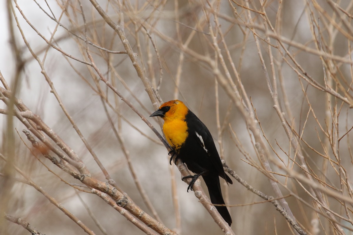 Yellow-headed Blackbird - ML567103091