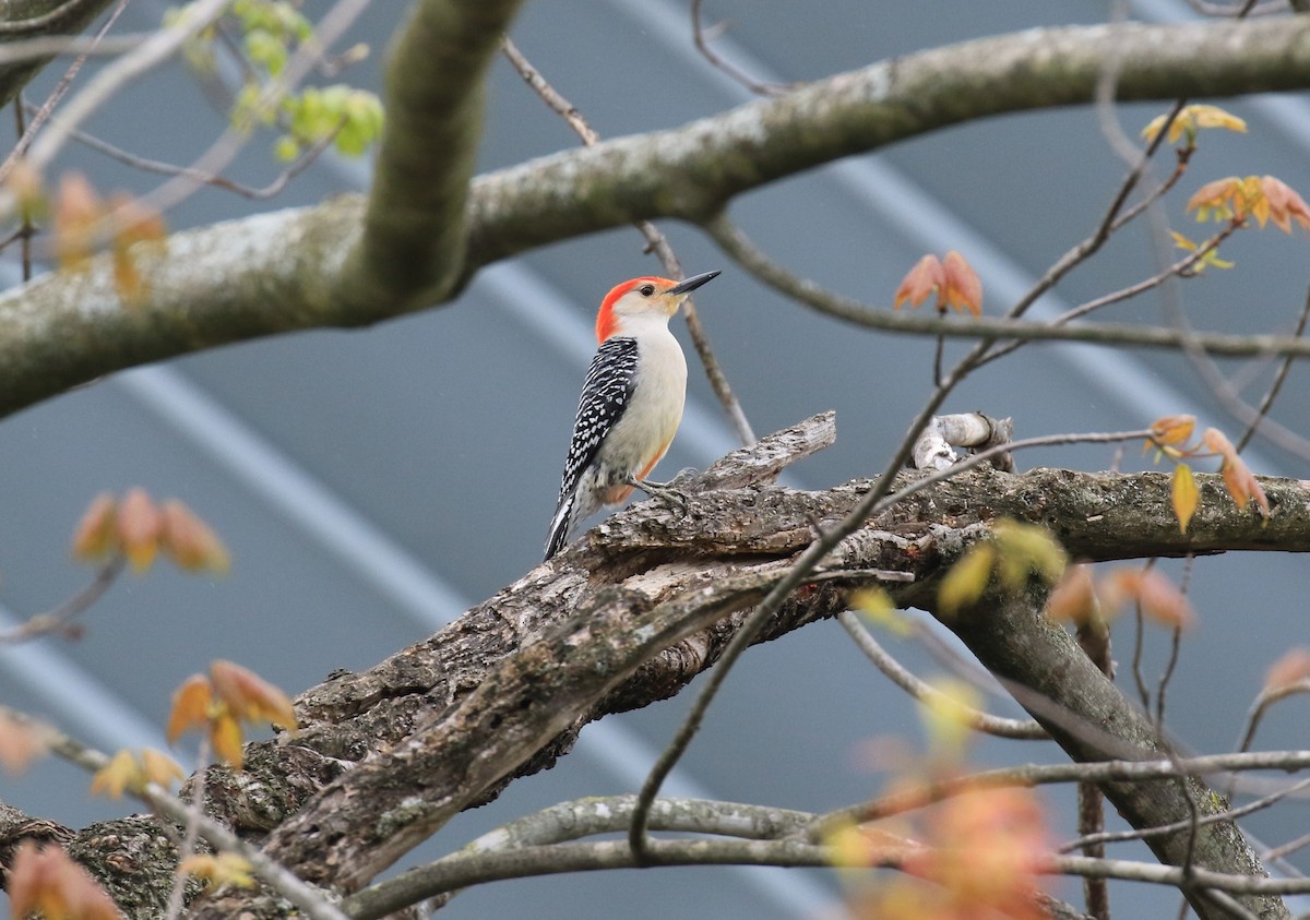 Red-bellied Woodpecker - ML567104731