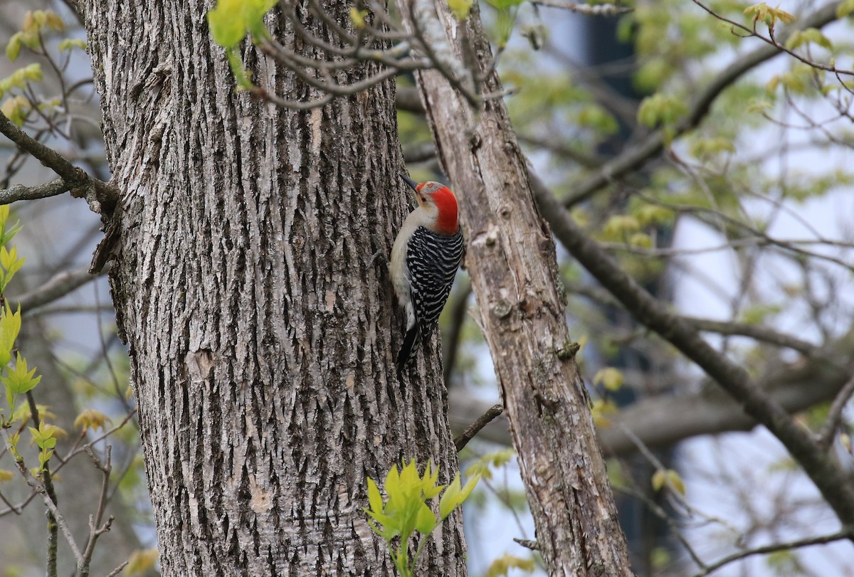 Red-bellied Woodpecker - ML567104741
