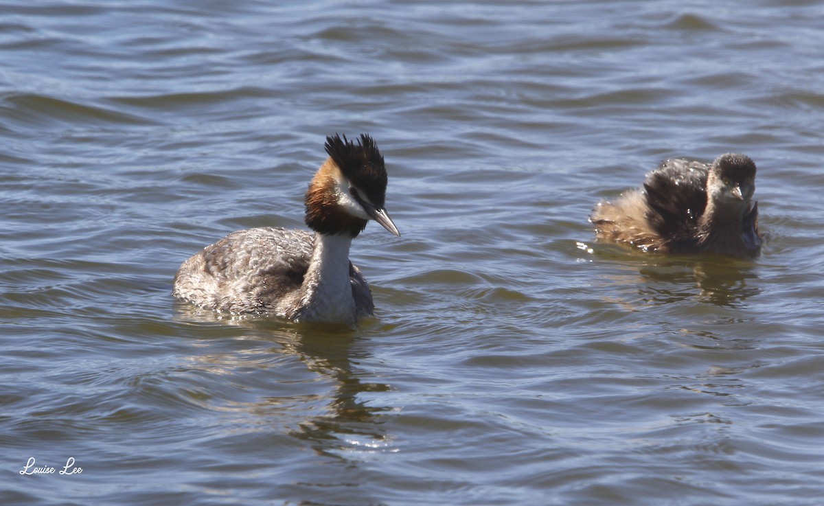 Great Crested Grebe - ML567105481