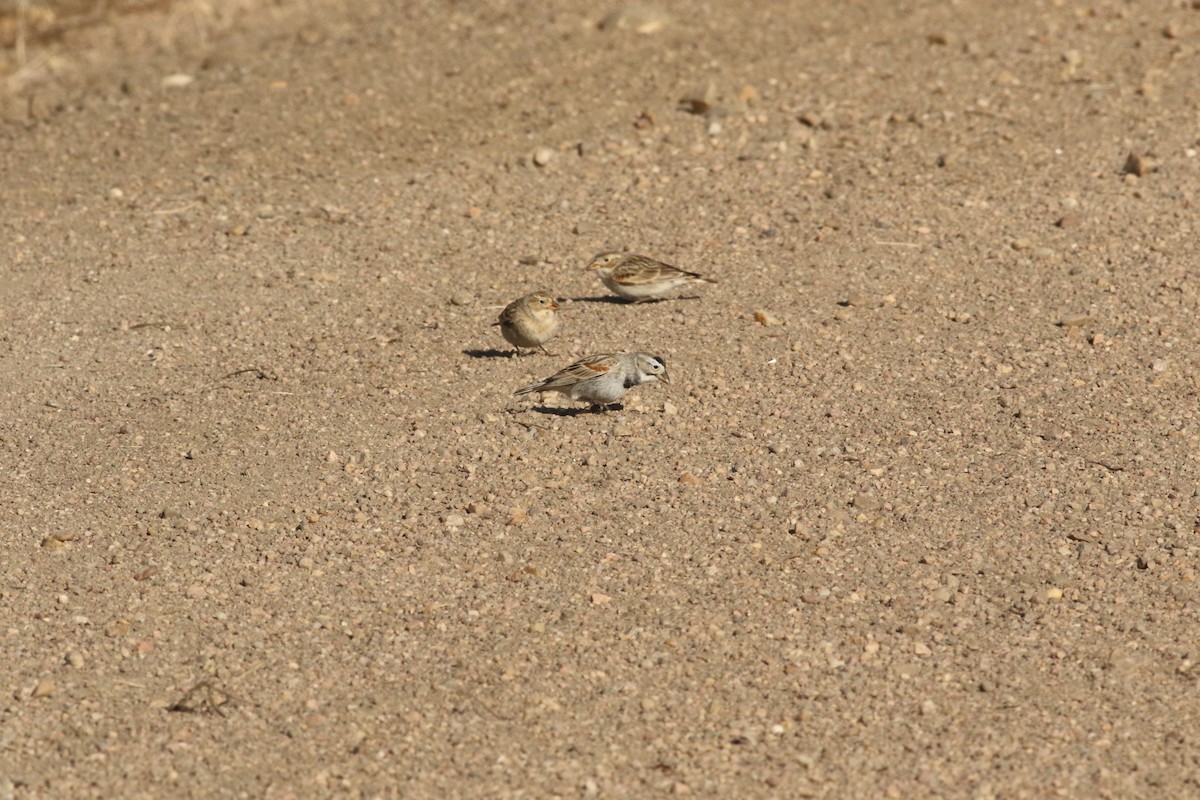 Thick-billed Longspur - ML567105501