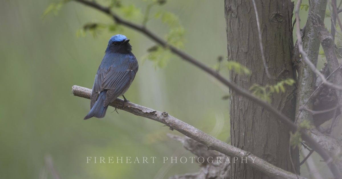 Blue-and-white Flycatcher - ML567105901