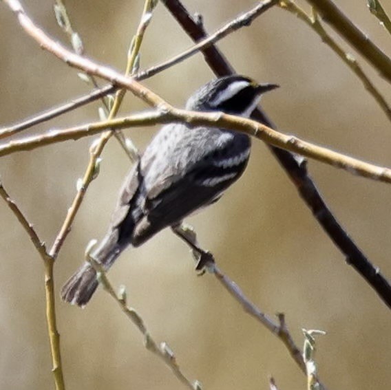 Black-throated Gray Warbler - ML567109031