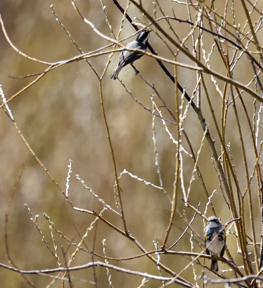 Black-throated Gray Warbler - ML567109051