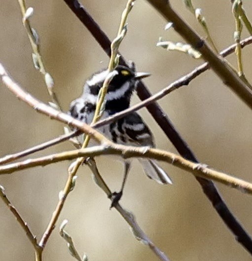 Black-throated Gray Warbler - ML567109081