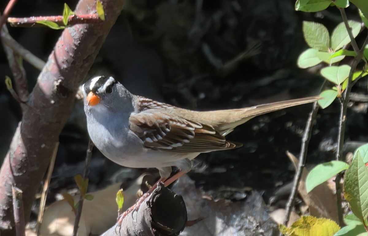 White-crowned Sparrow - ML567114081