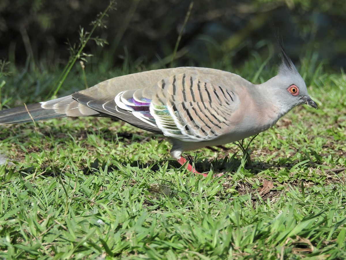 Crested Pigeon - ML567128511