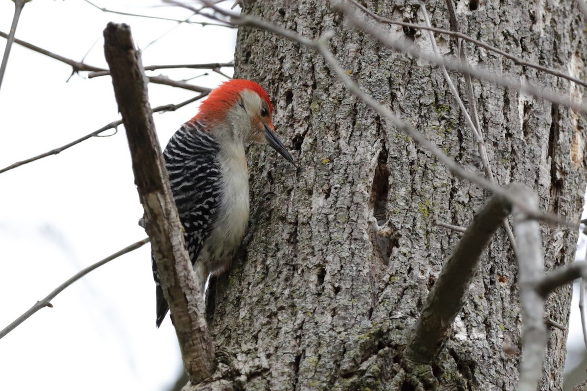 Red-bellied Woodpecker - ML567129911