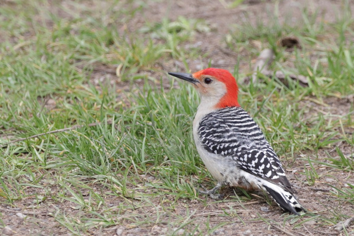 Red-bellied Woodpecker - ML567129921