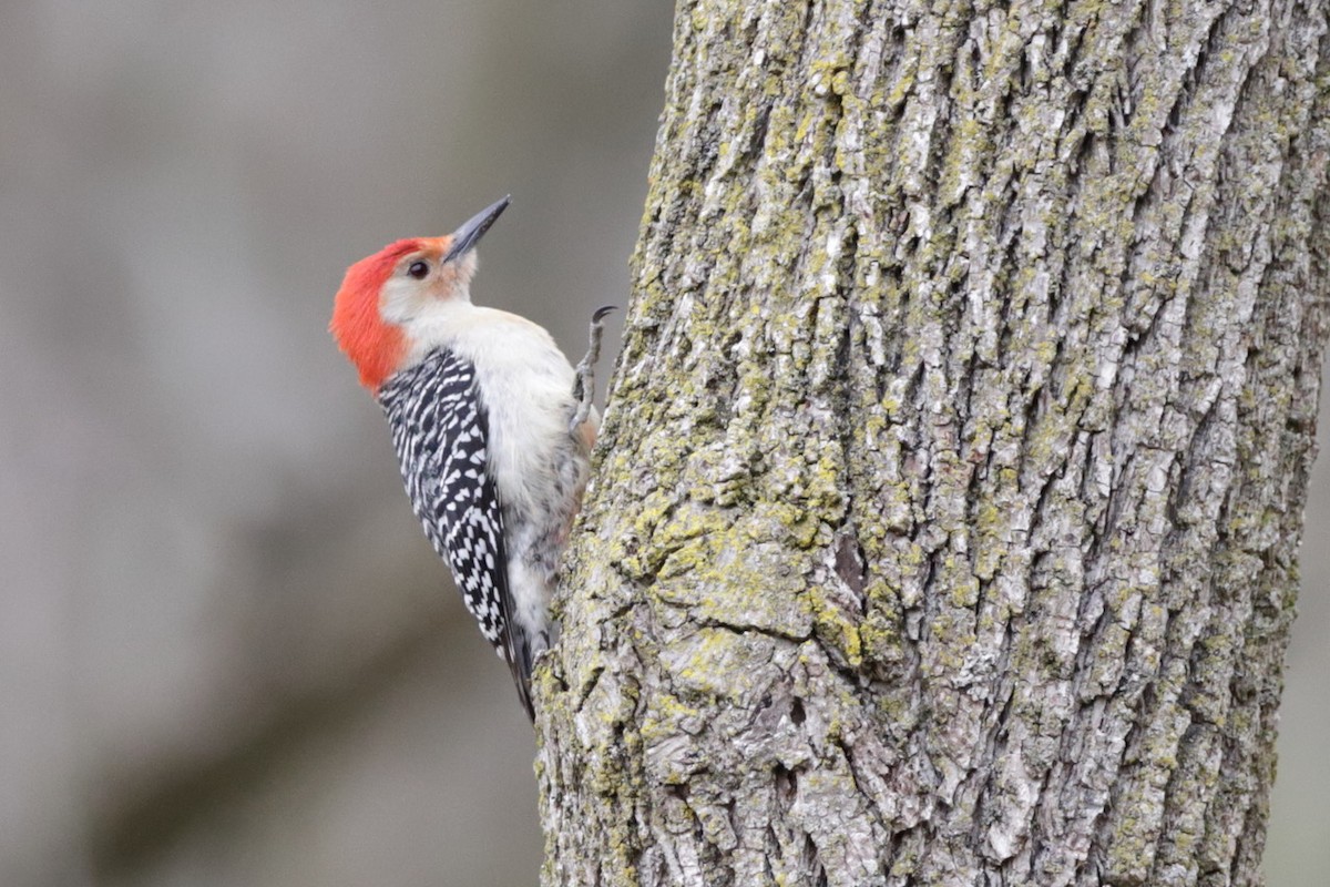 Red-bellied Woodpecker - ML567129931