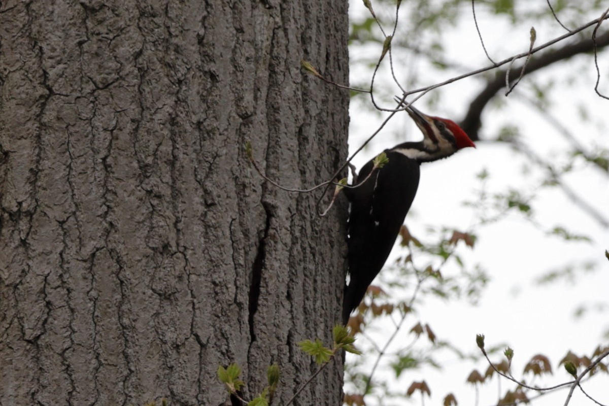 Pileated Woodpecker - ML567130081