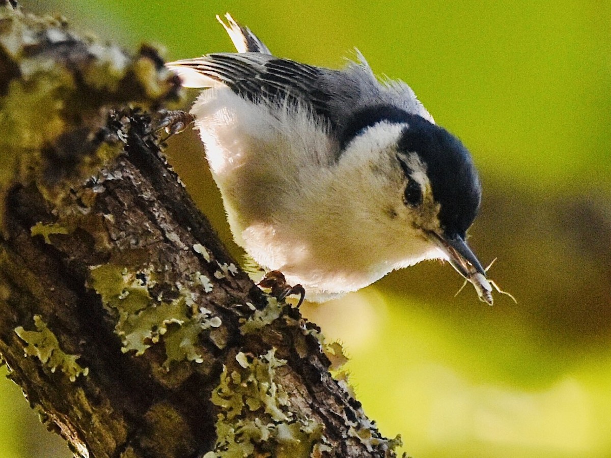White-breasted Nuthatch - ML567131721