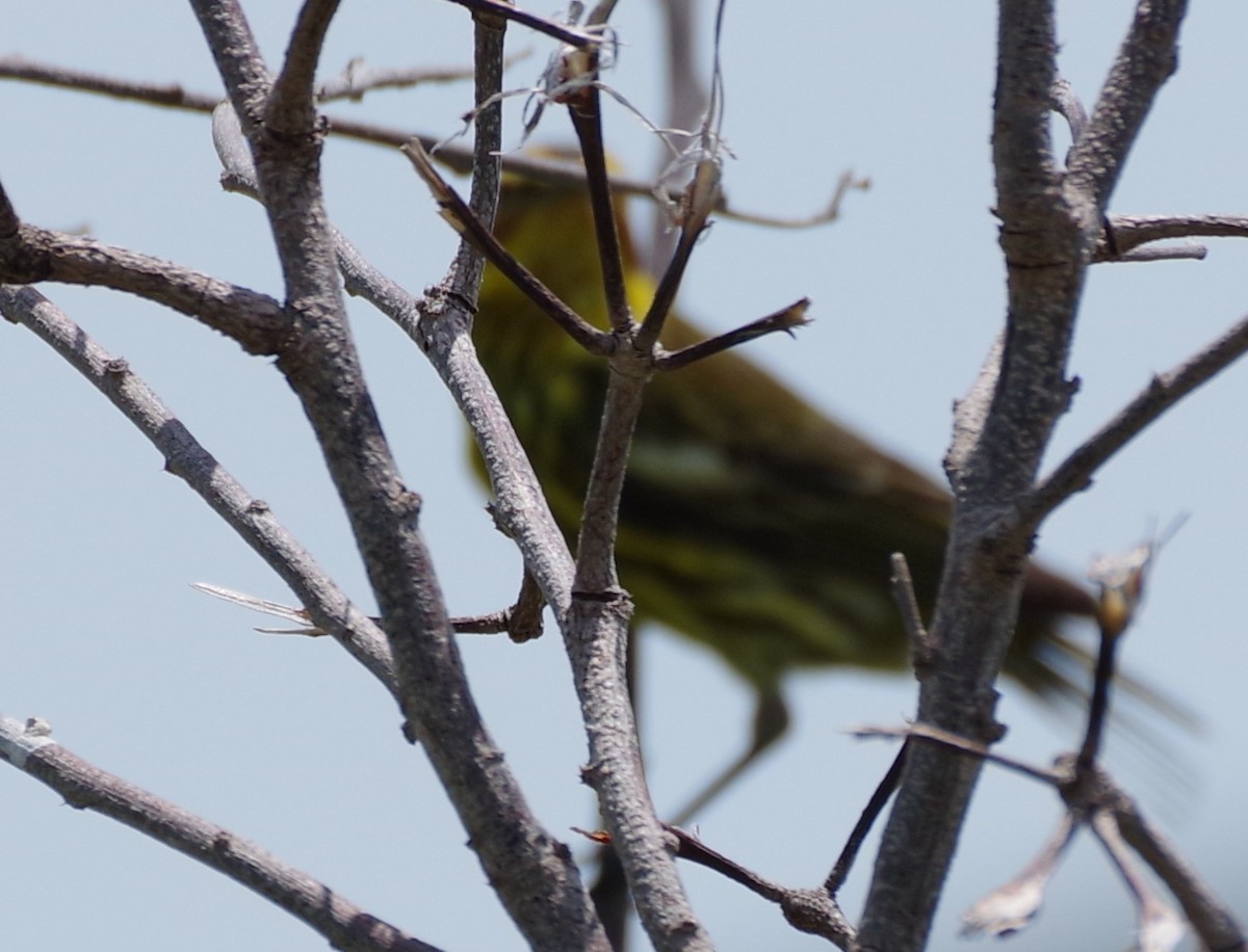 Cape May Warbler - ML567133941
