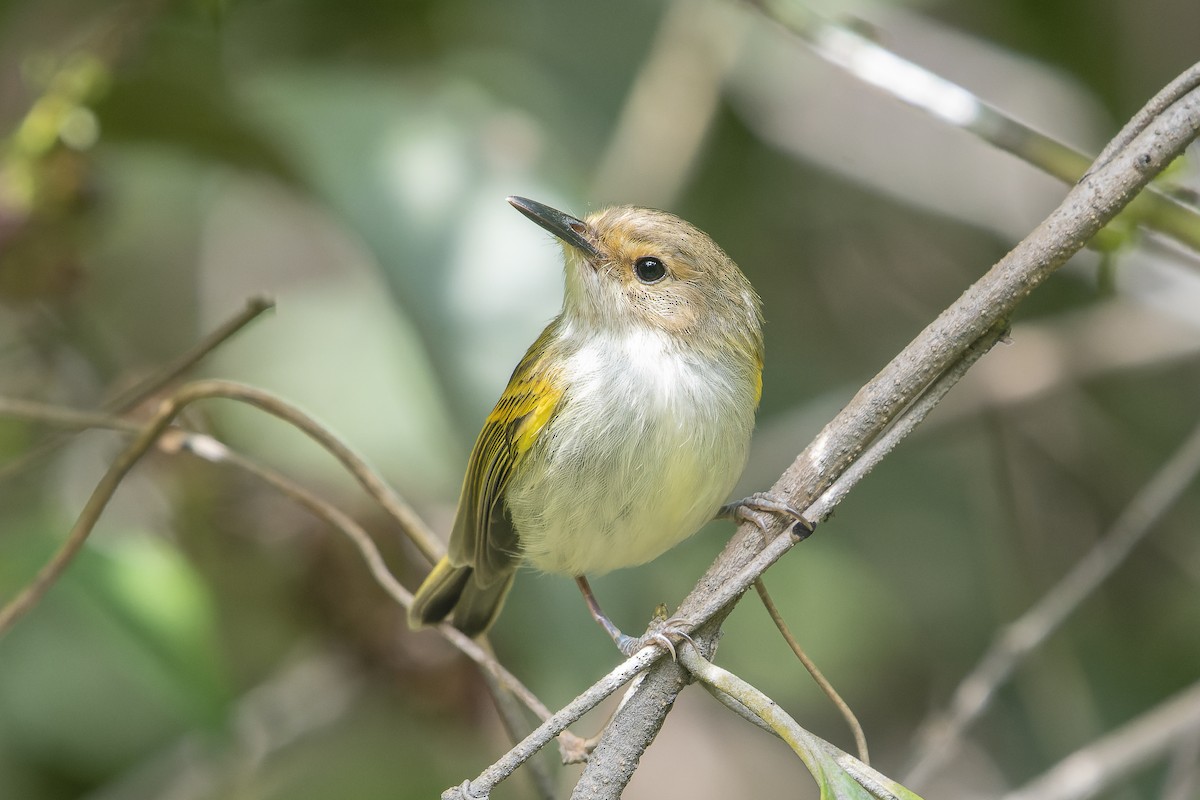 Rusty-fronted Tody-Flycatcher - ML567134651