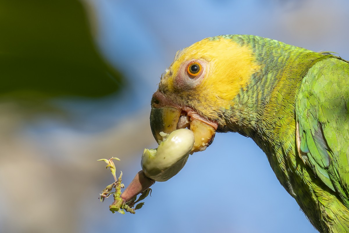 Yellow-faced Parrot - ML567135371