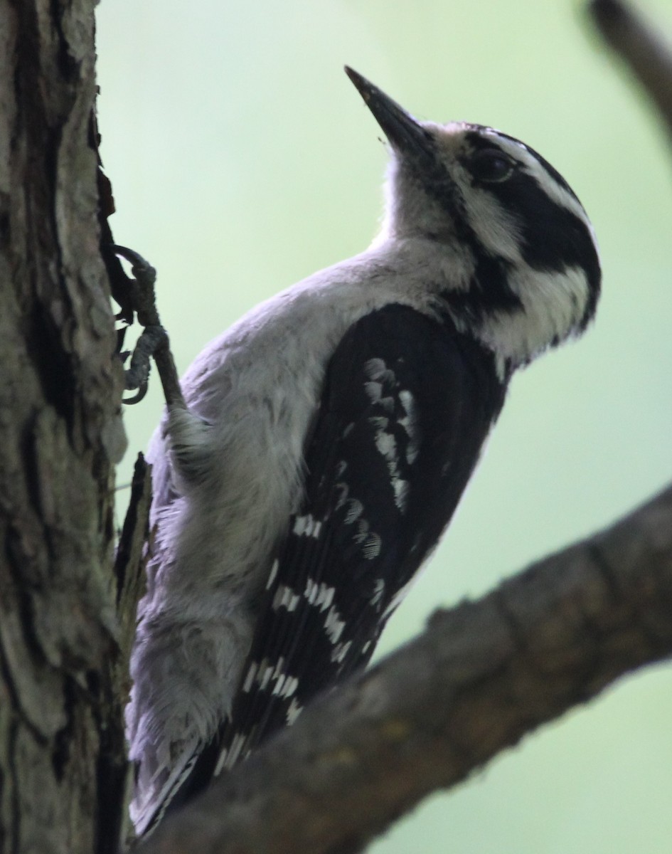 Downy Woodpecker - ML567136691