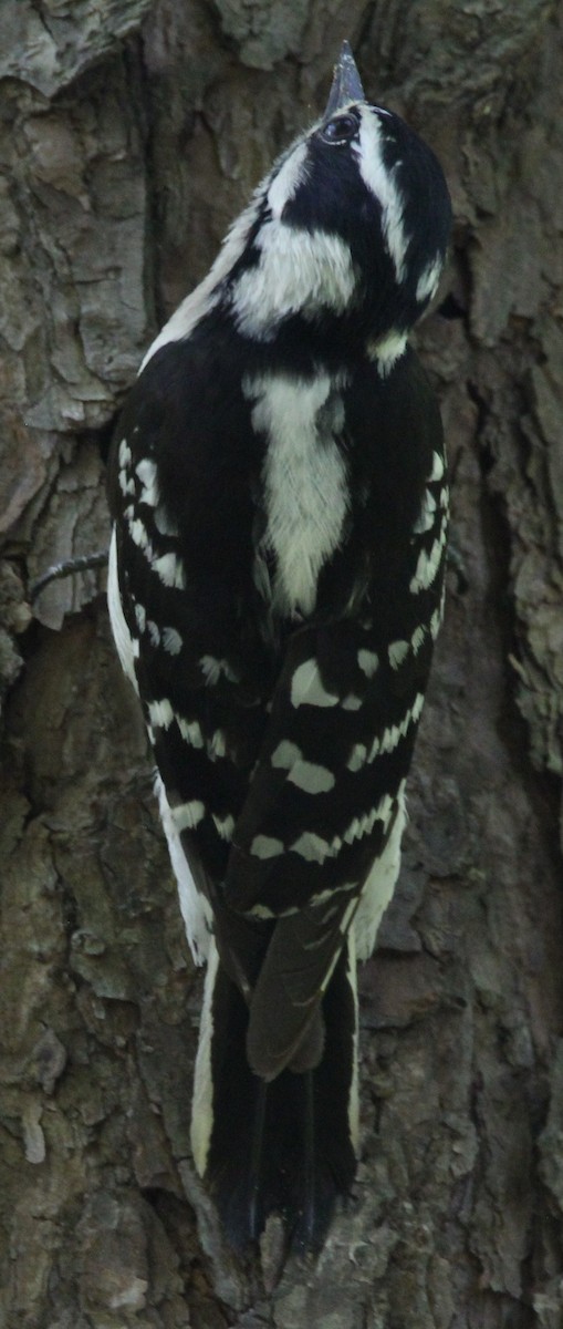 Downy Woodpecker - ML567136711
