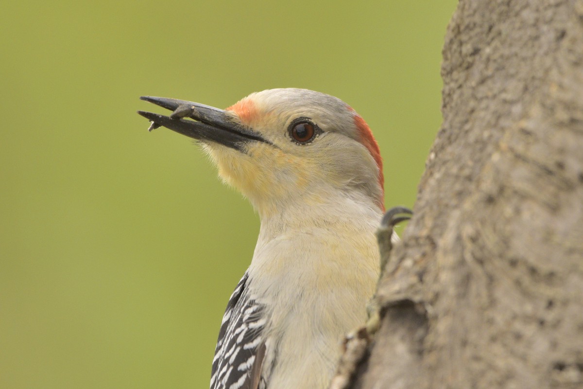 Red-bellied Woodpecker - Matt Longabaugh