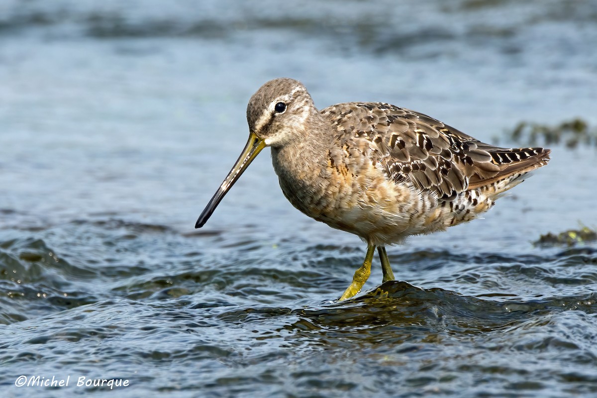 Long-billed Dowitcher - ML567155421